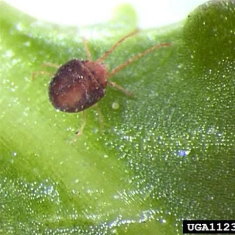 thumbnail for publication: Clover Mite Bryobia praetiosa Koch